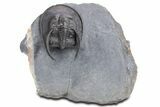 Gorgeous Scotoharpes Trilobite - Boudib, Morocco #359166-3